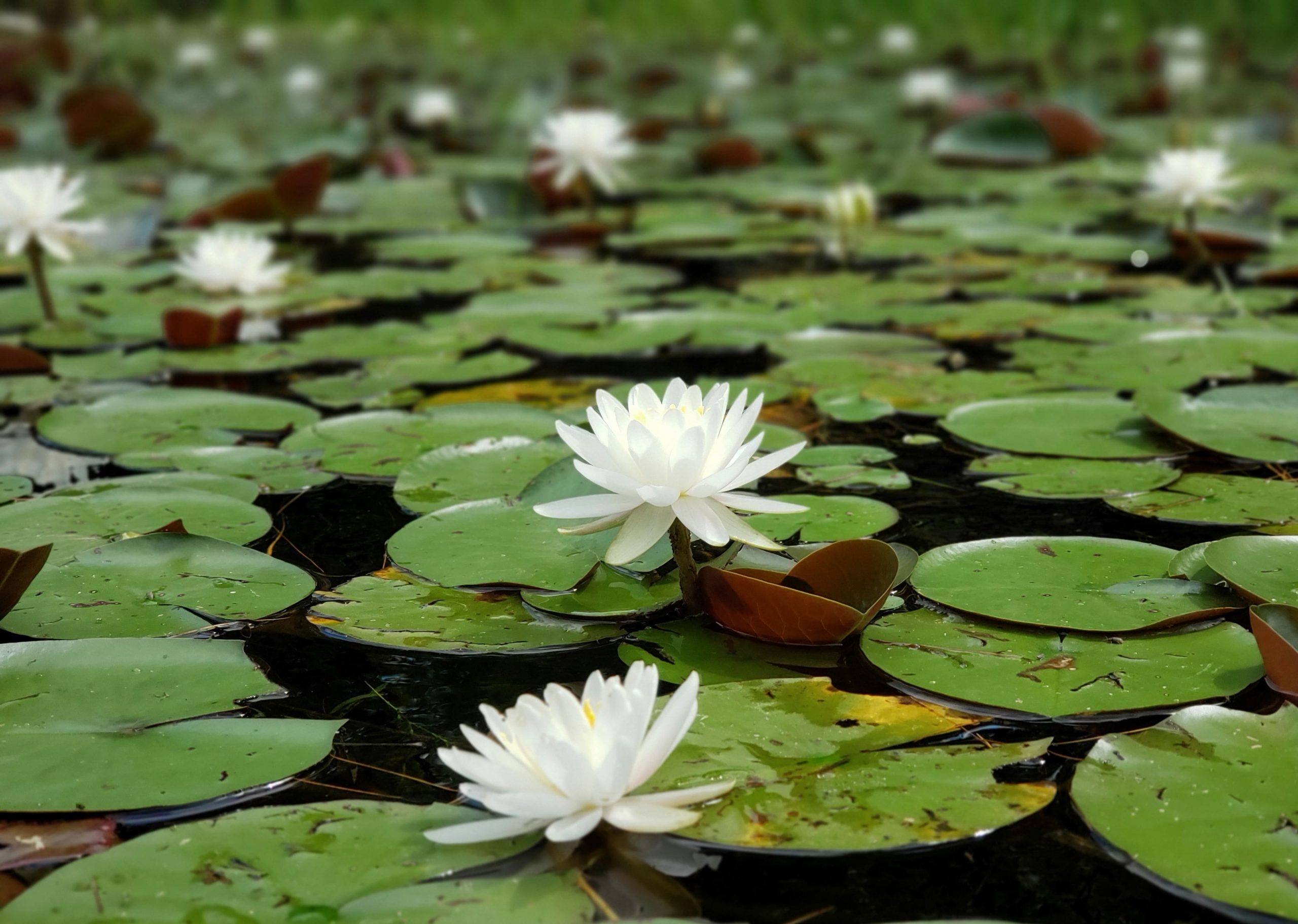 Different Water Plants for Your Fish Ponds